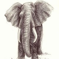 Imagined Elephant