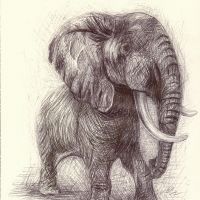Kruger Elephant