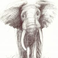 The Elephant