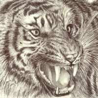 Tiger Roars