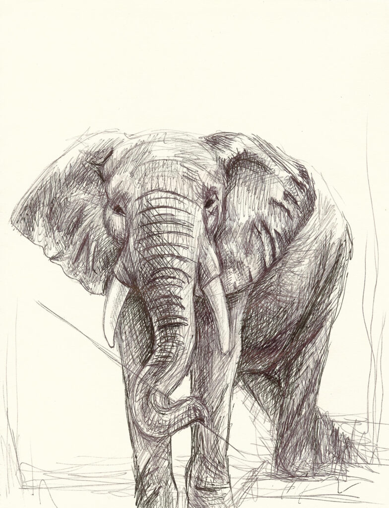 The Director, elephant drawing